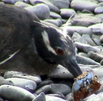Yellow-crowned Night Heron - ML255285881