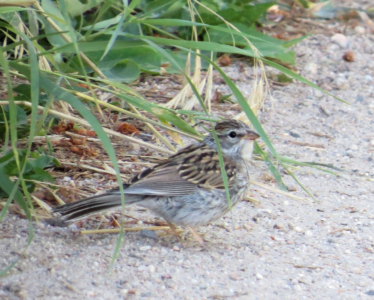 Chipping Sparrow - ML255286431