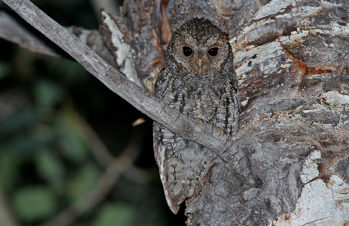 Flammulated Owl - ML255287521