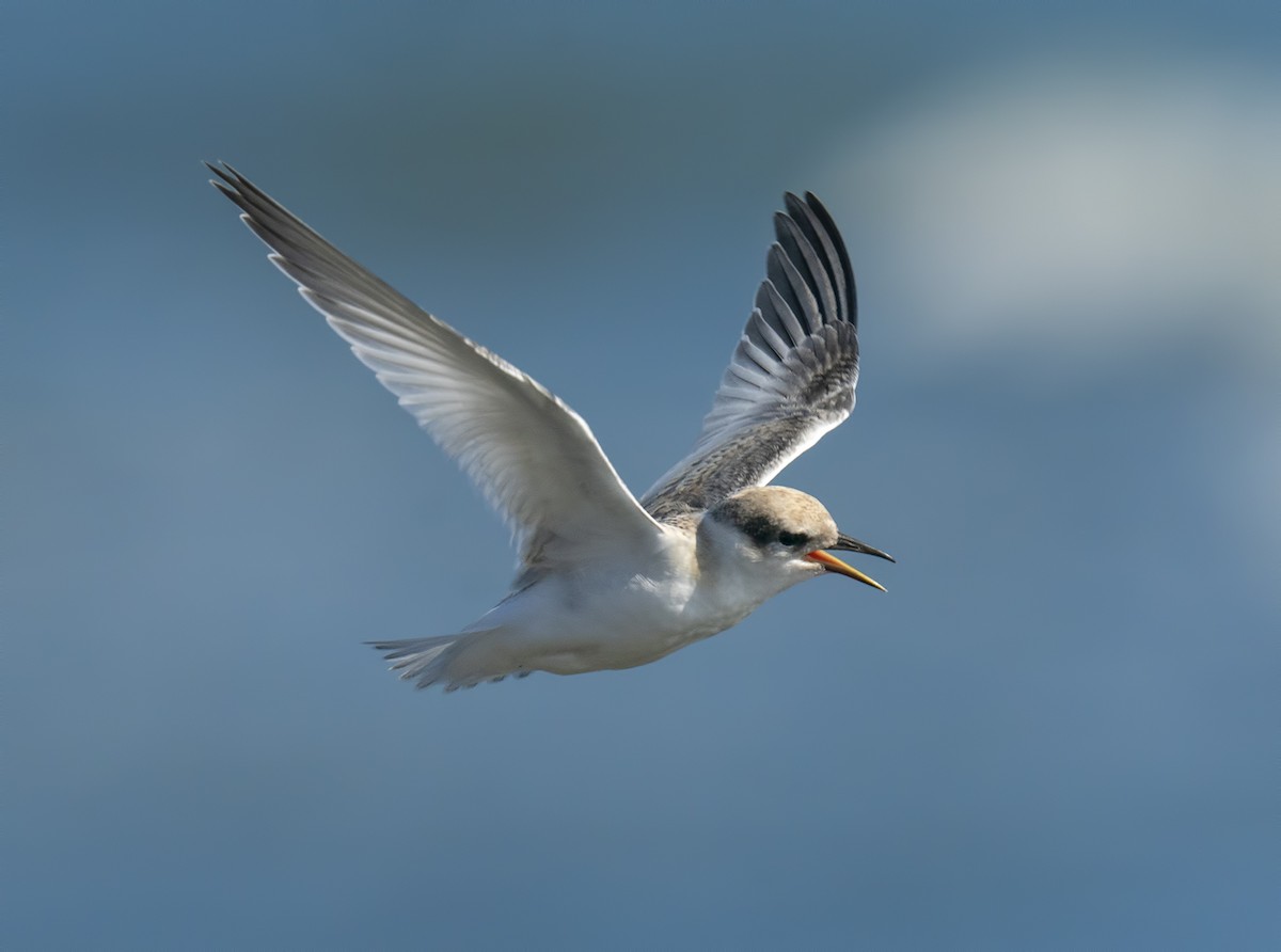 Least Tern - Gail  West