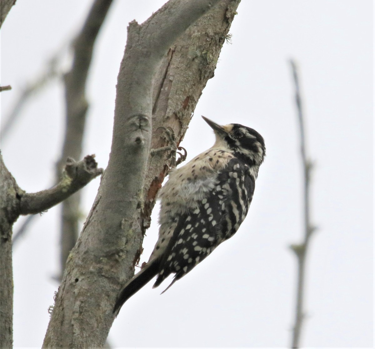 Nuttall's Woodpecker - ML255290021