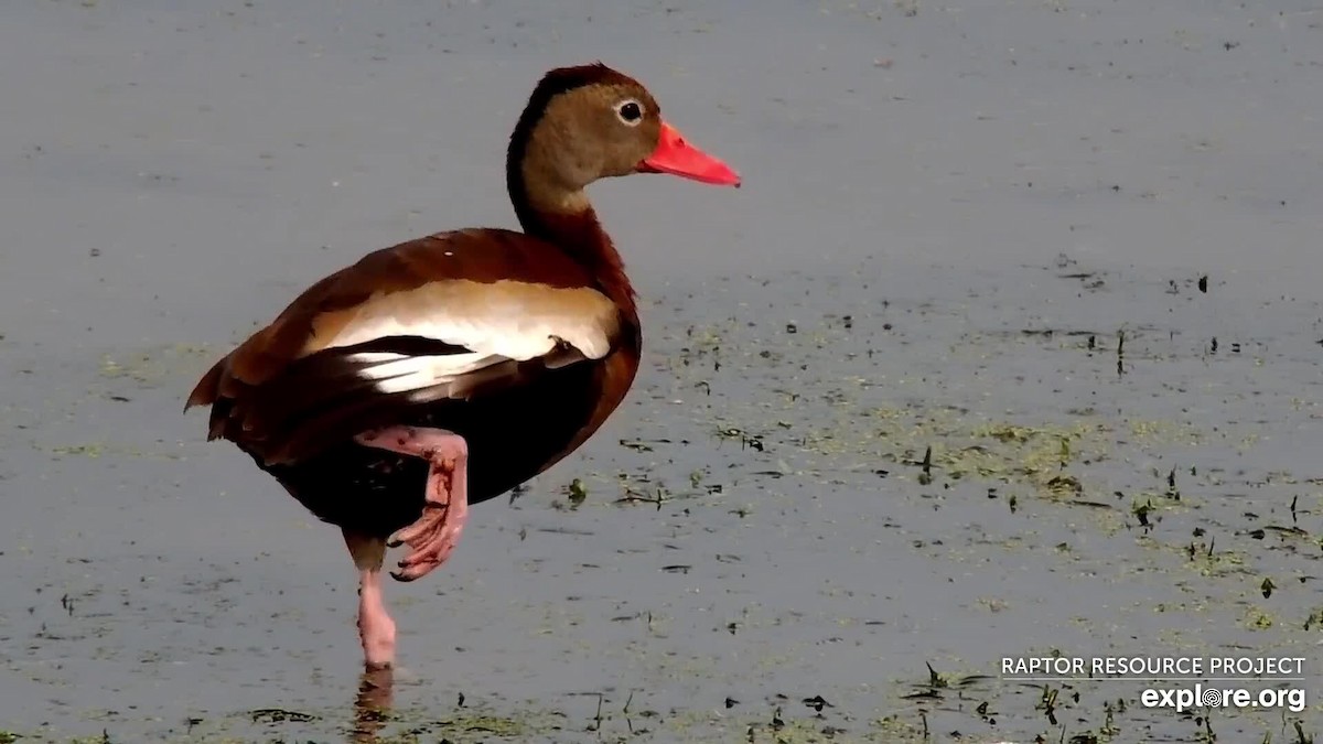 Dendrocygne à ventre noir - ML255292651