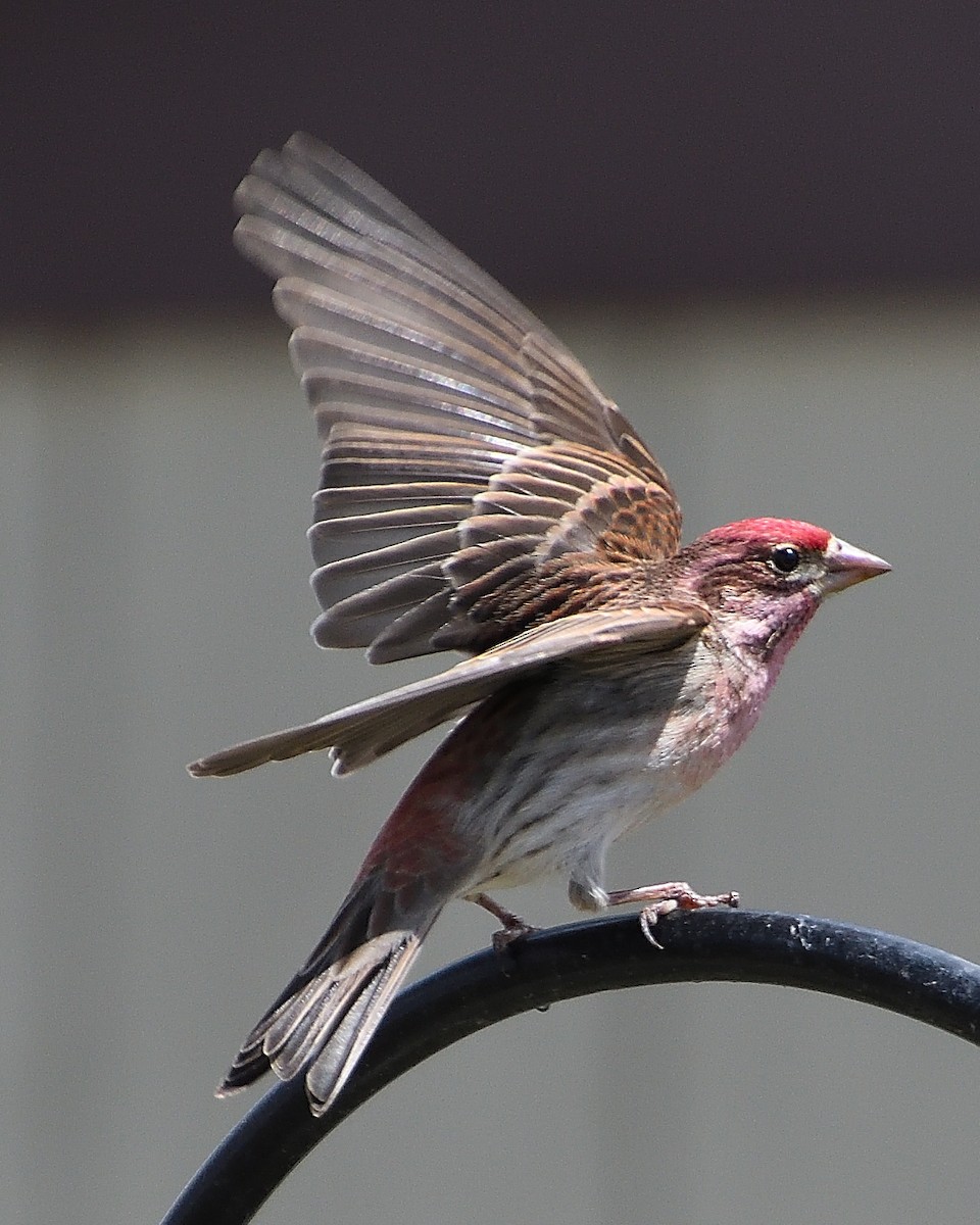 Cassin's Finch - ML255293391