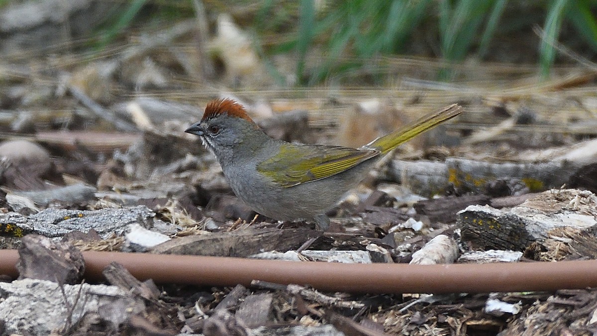 Green-tailed Towhee - ML255293521