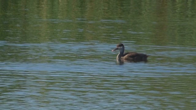 Red-crested Pochard - ML255293681