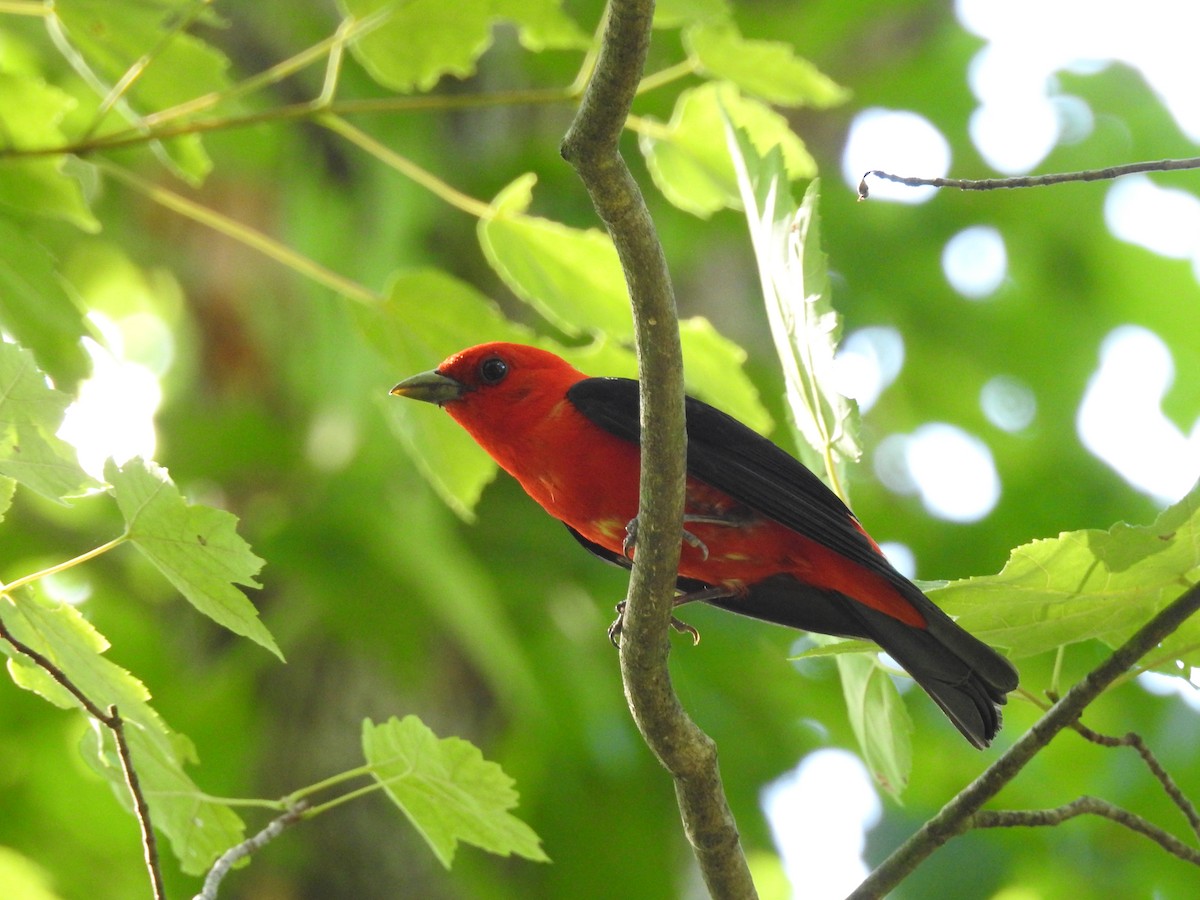 Scarlet Tanager - Cory Elowe