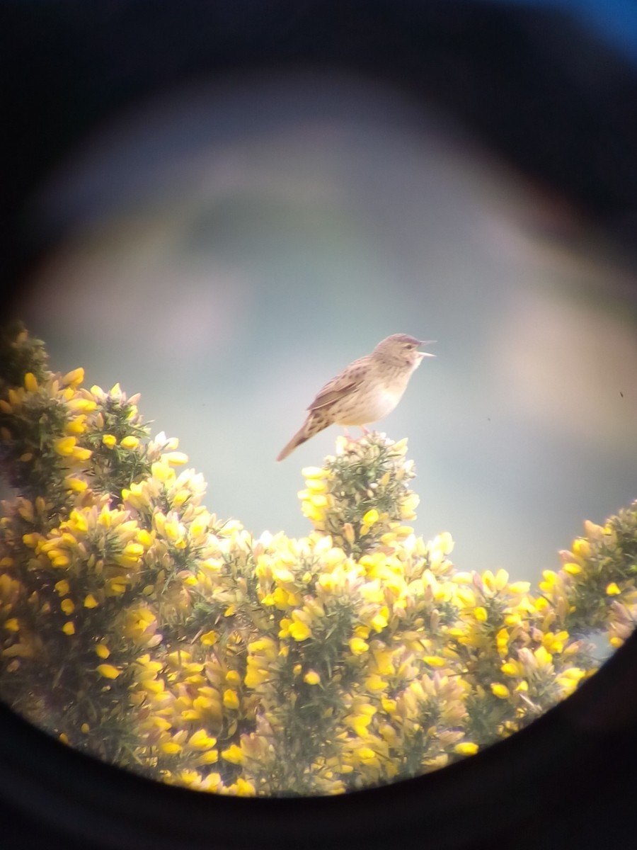 Common Grasshopper Warbler - Daniel Soria