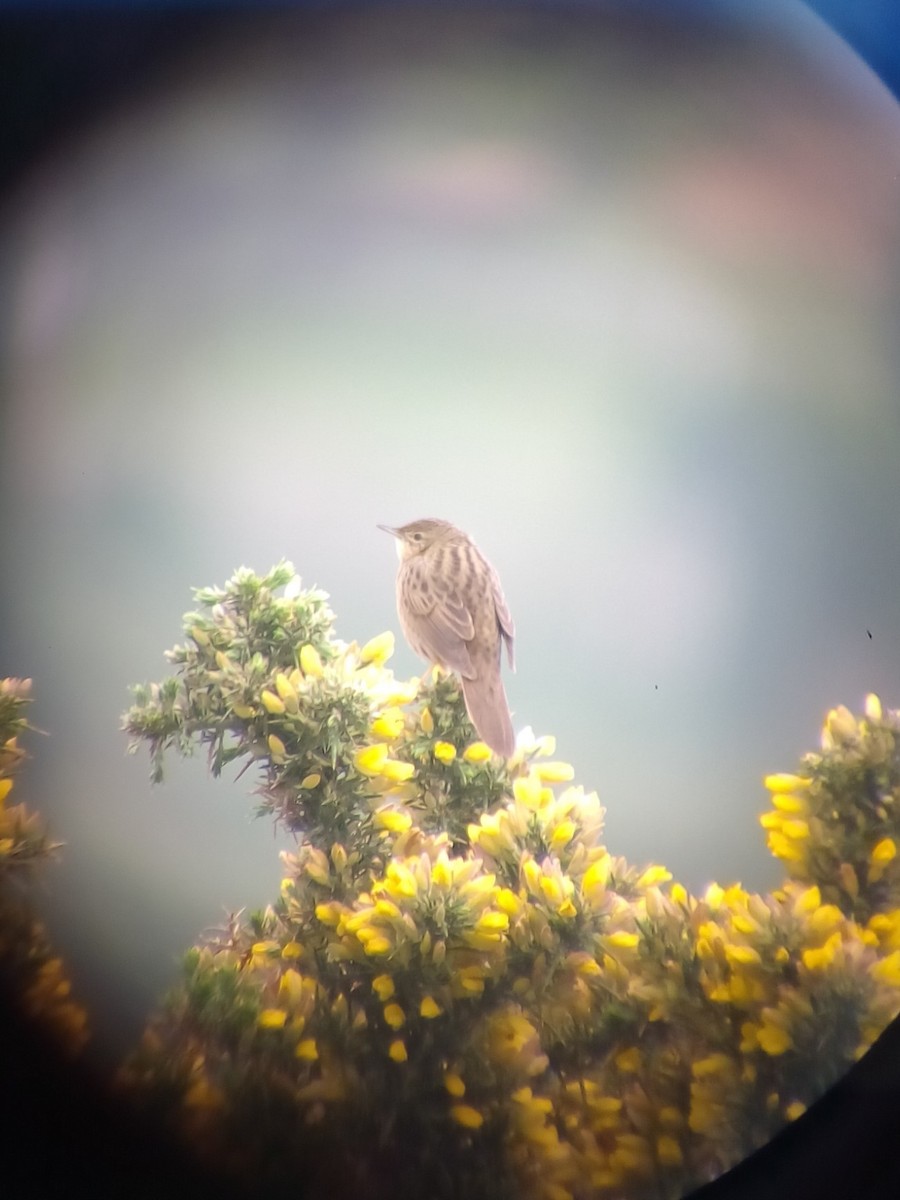 Common Grasshopper Warbler - ML255295321