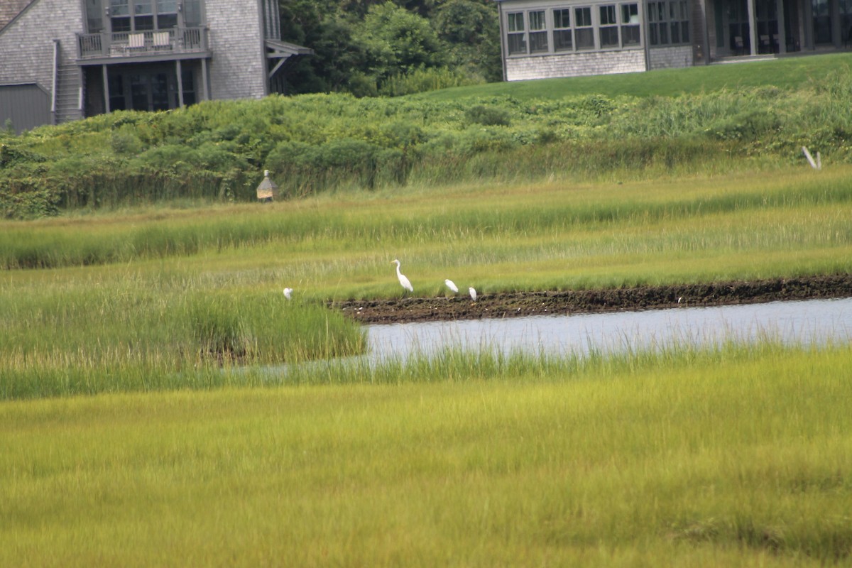 Great Egret - ML255296981