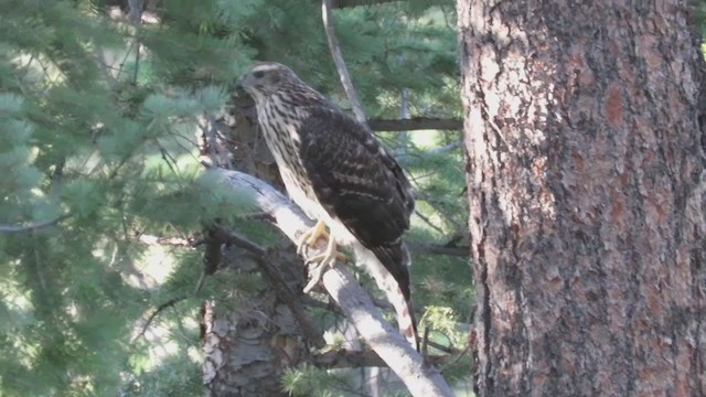 American Goshawk - ML255297521