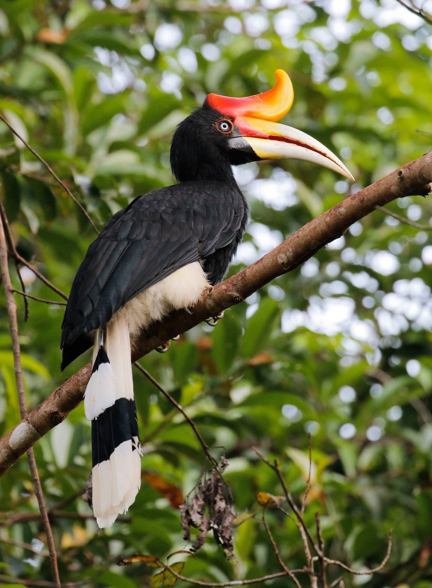 Rhinoceros Hornbill - ML25529761