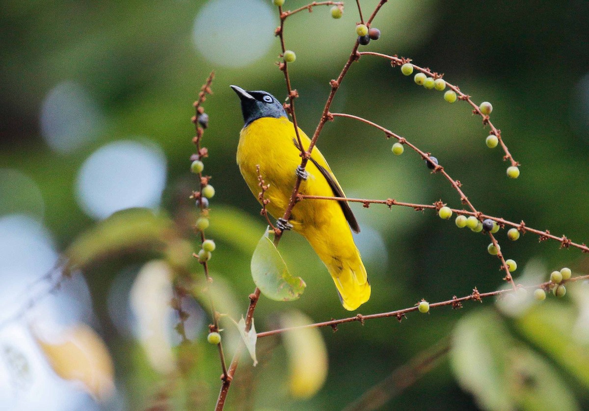 Bulbul cap-nègre - ML25529791