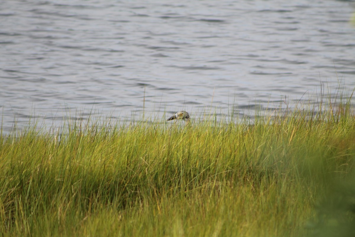 Yellow-crowned Night Heron - ML255297991