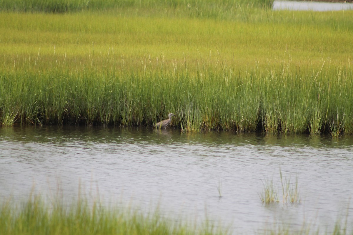 Yellow-crowned Night Heron - ML255298291