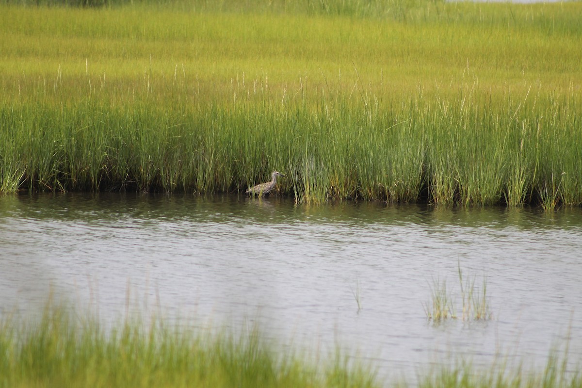 Yellow-crowned Night Heron - ML255298321