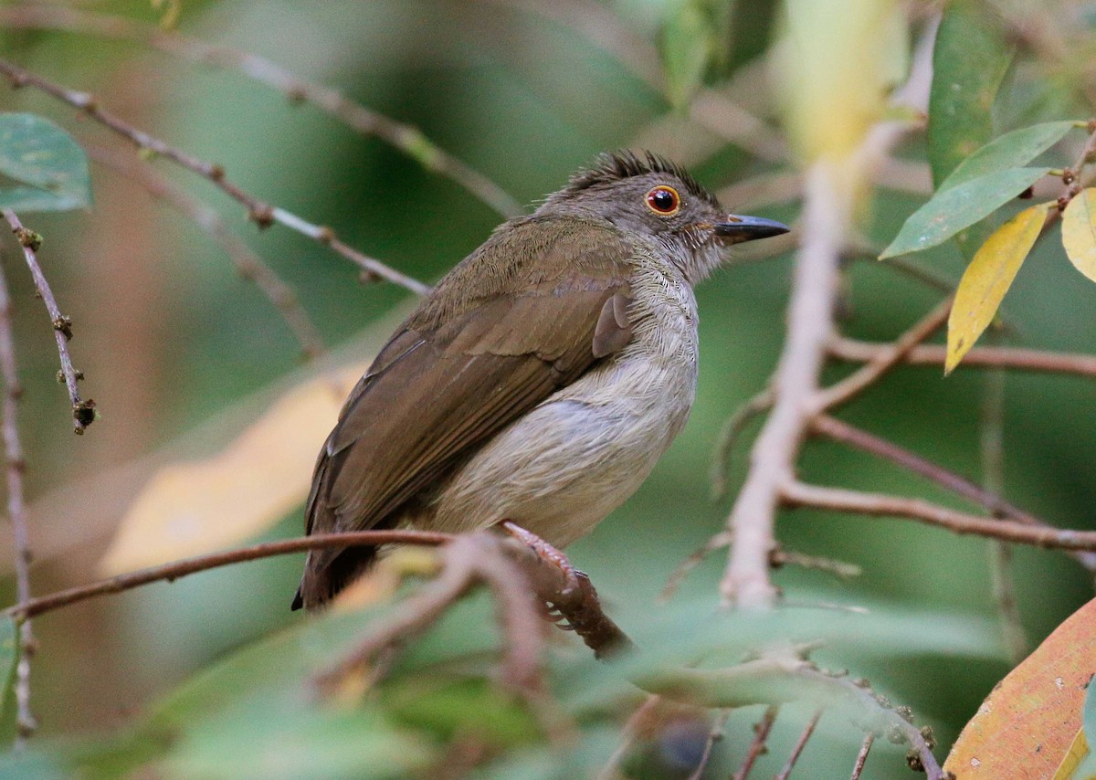 Bulbul oeil-de-feu - ML25529841