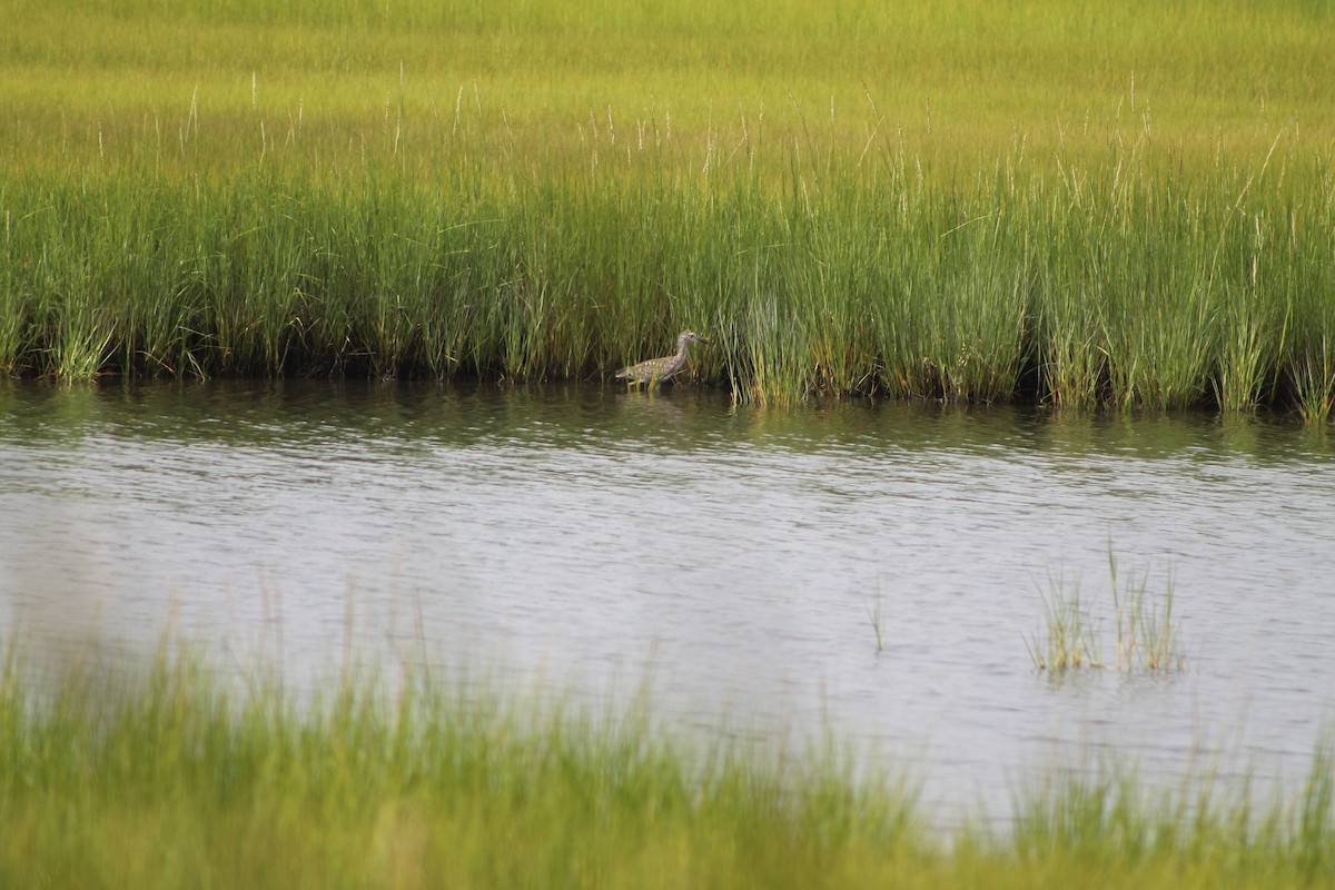 Yellow-crowned Night Heron - ML255298451