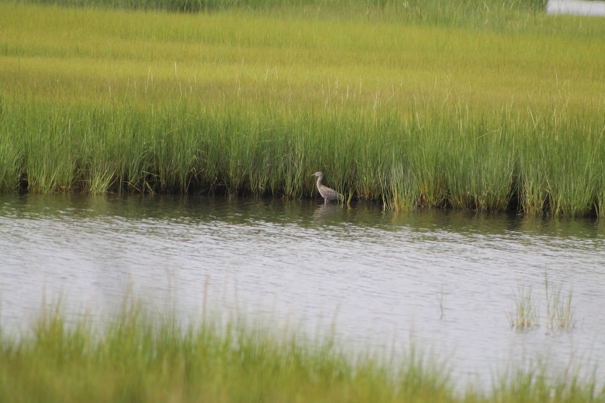 Yellow-crowned Night Heron - ML255298751