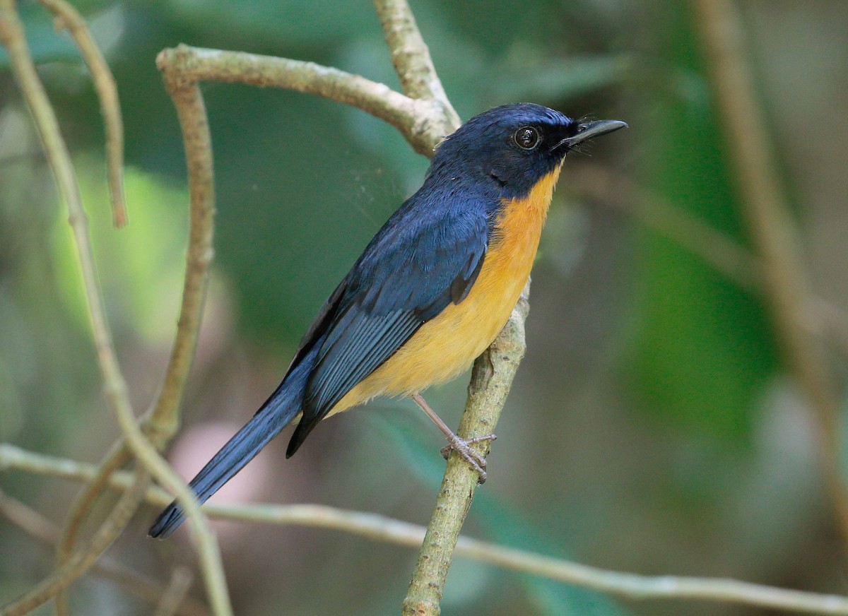 Mangrove Blue Flycatcher - Neoh Hor Kee