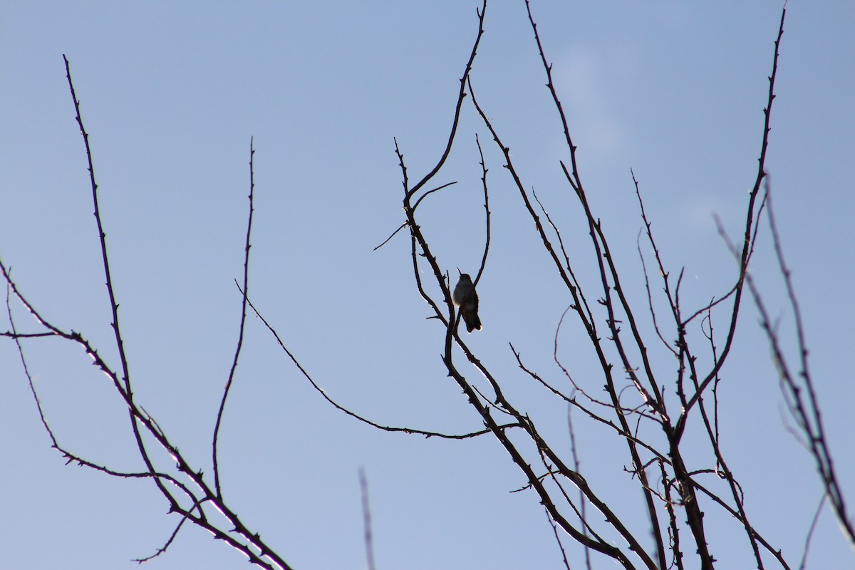 Broad-tailed Hummingbird - ML255300441