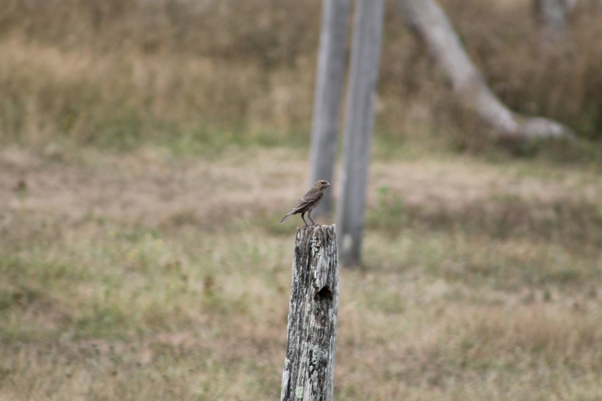 Brown-headed Cowbird - ML255301181