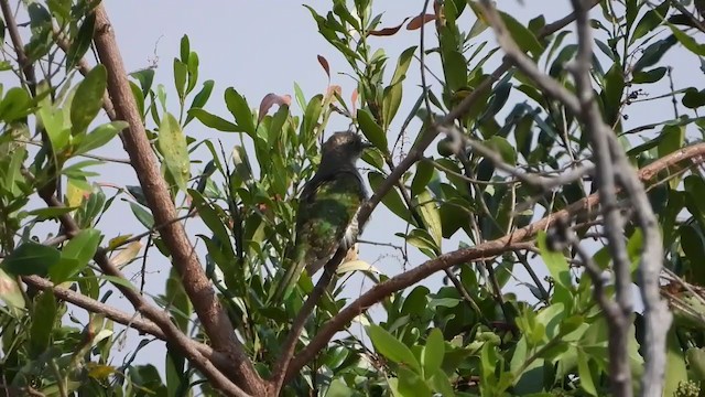 Klaas's Cuckoo - ML255301241