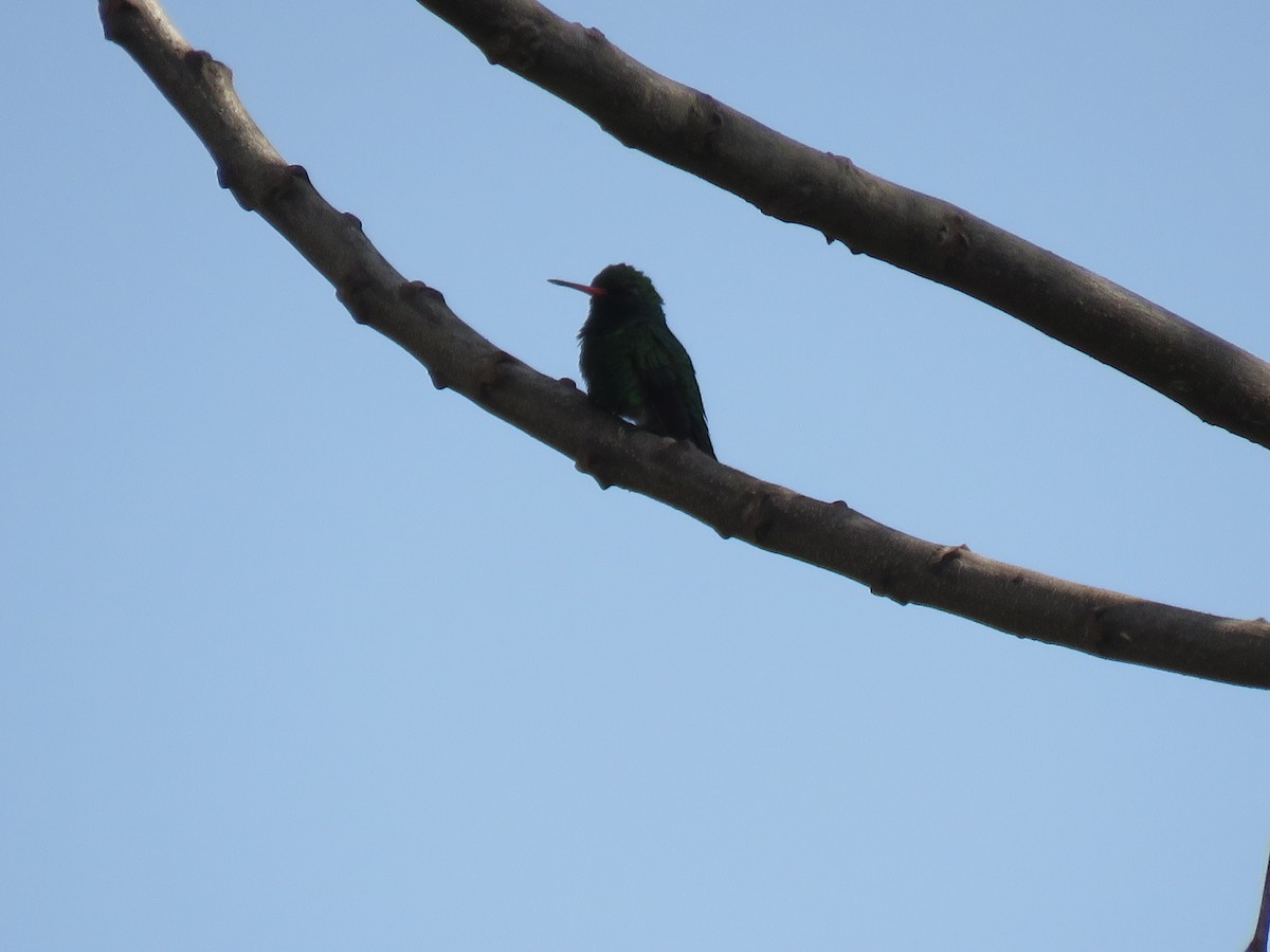 kolibřík lesklobřichý - ML255302201
