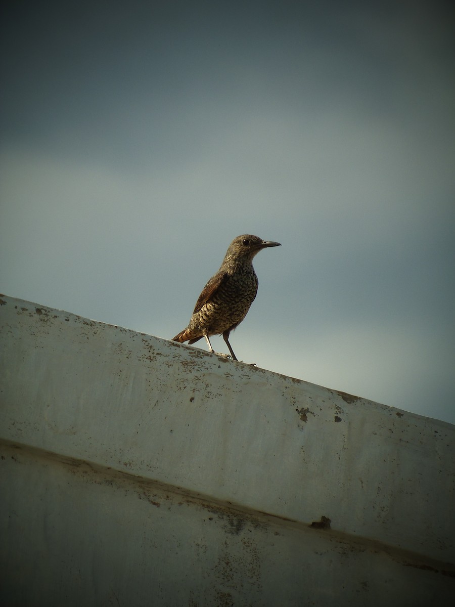 צוקית בודדת - ML25530271