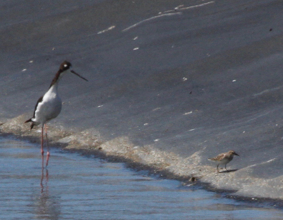 Least Sandpiper - ML255302741