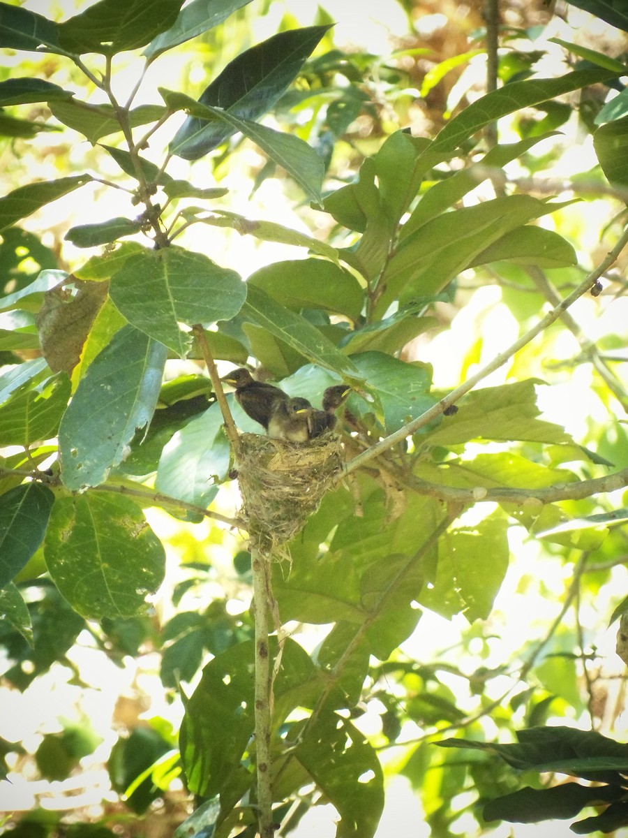 Black Paradise-Flycatcher - ML25530301