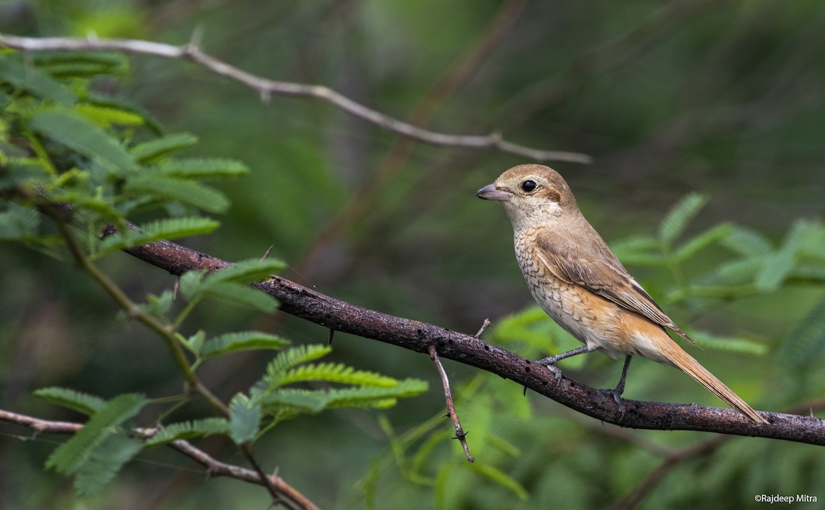 Red-tailed/Isabelline Shrike - ML255303351