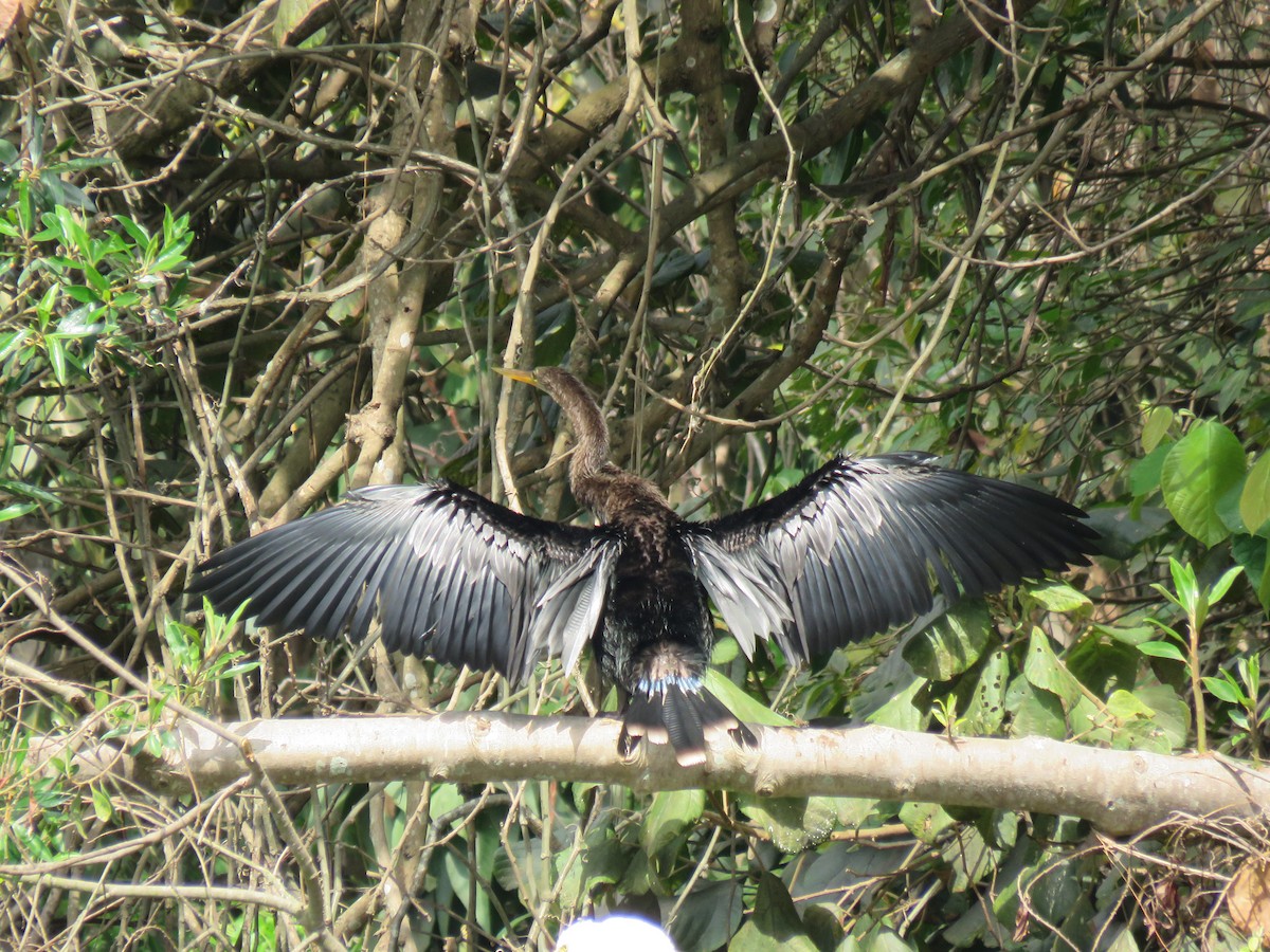 Anhinga - Romeu Gama