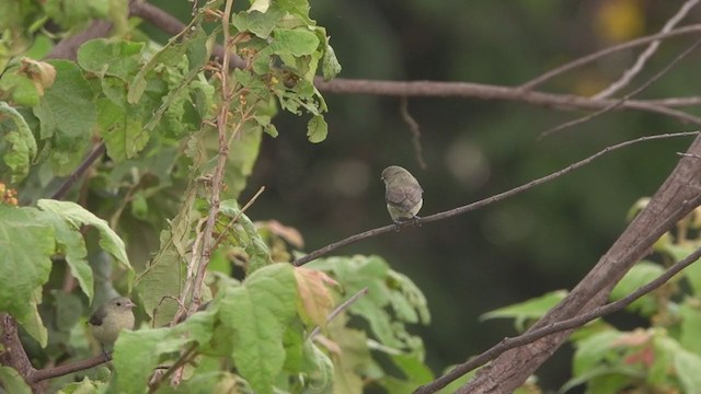 Pale-billed Flowerpecker - ML255303501