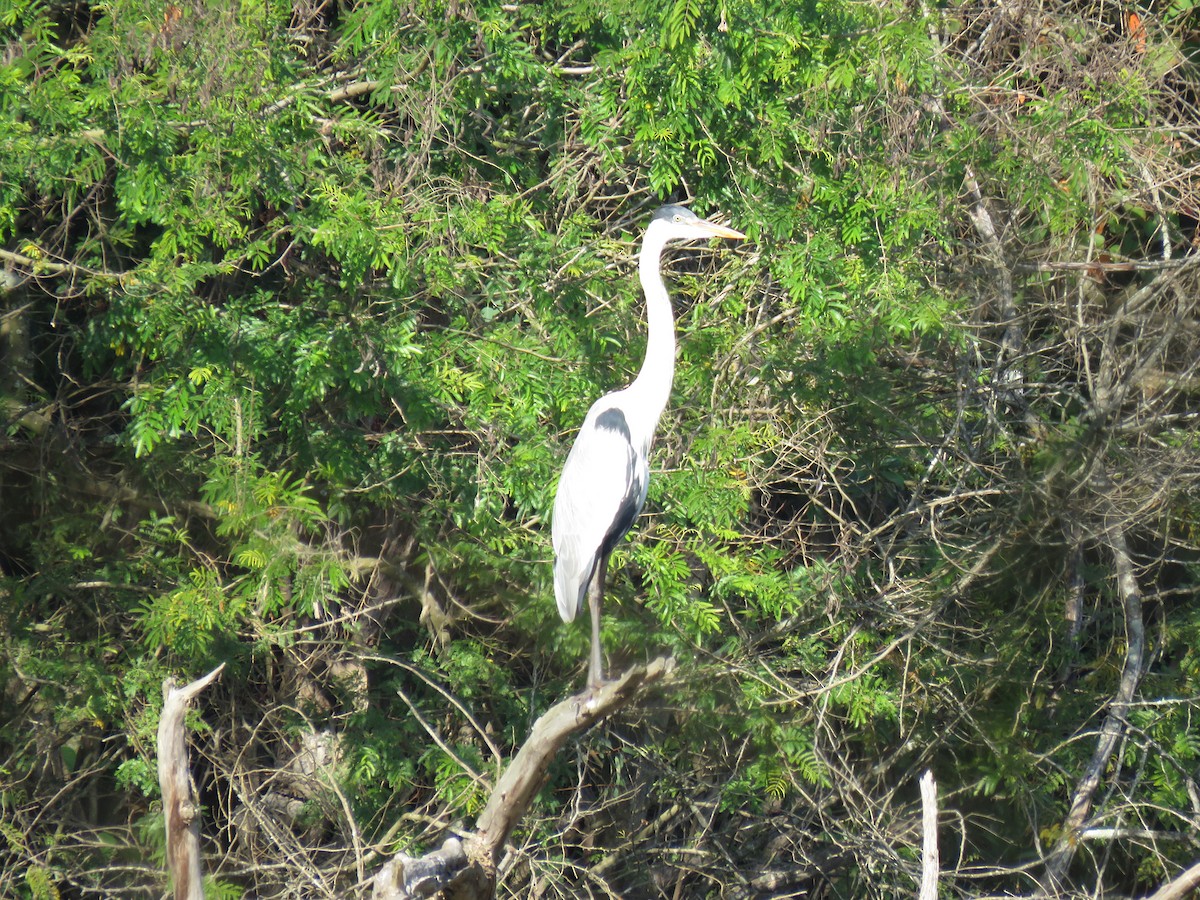 Garza Cuca - ML255303611