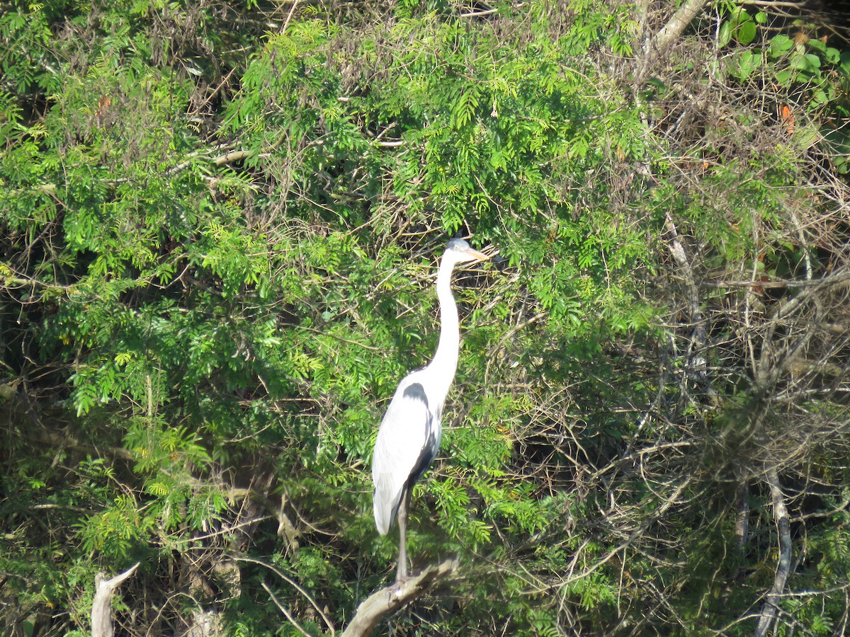 Garza Cuca - ML255303701