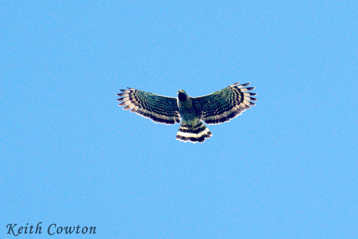 Sulawesi Serpent-Eagle - ML255304221