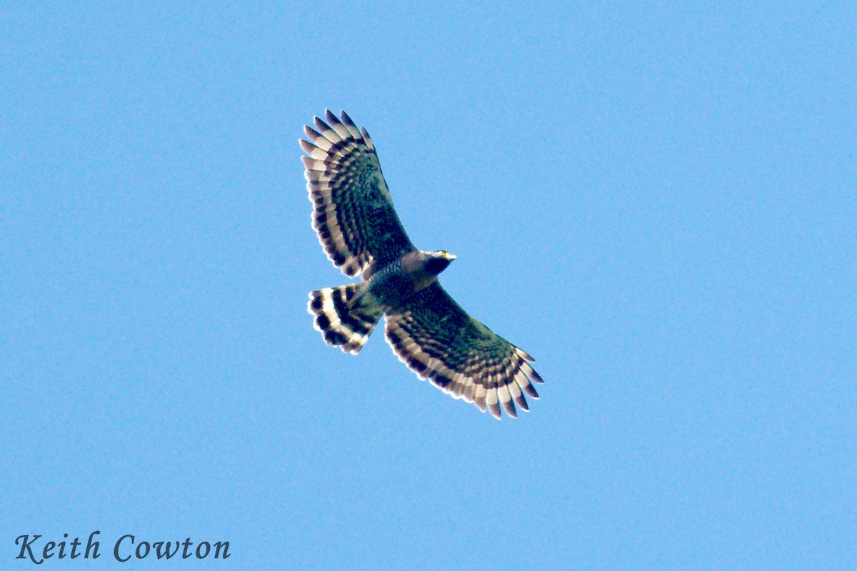 Sulawesi Serpent-Eagle - ML255304631