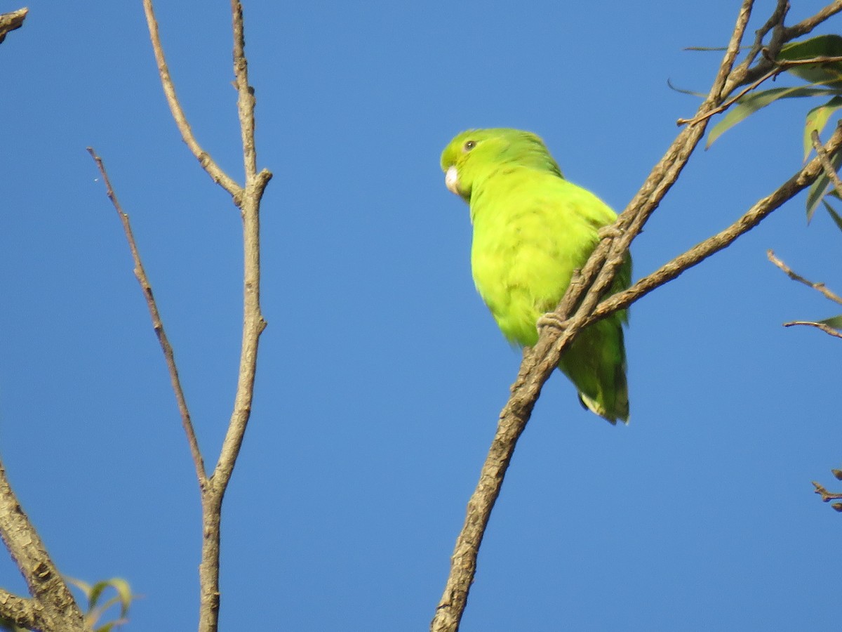 Cobalt-rumped Parrotlet - Romeu Gama