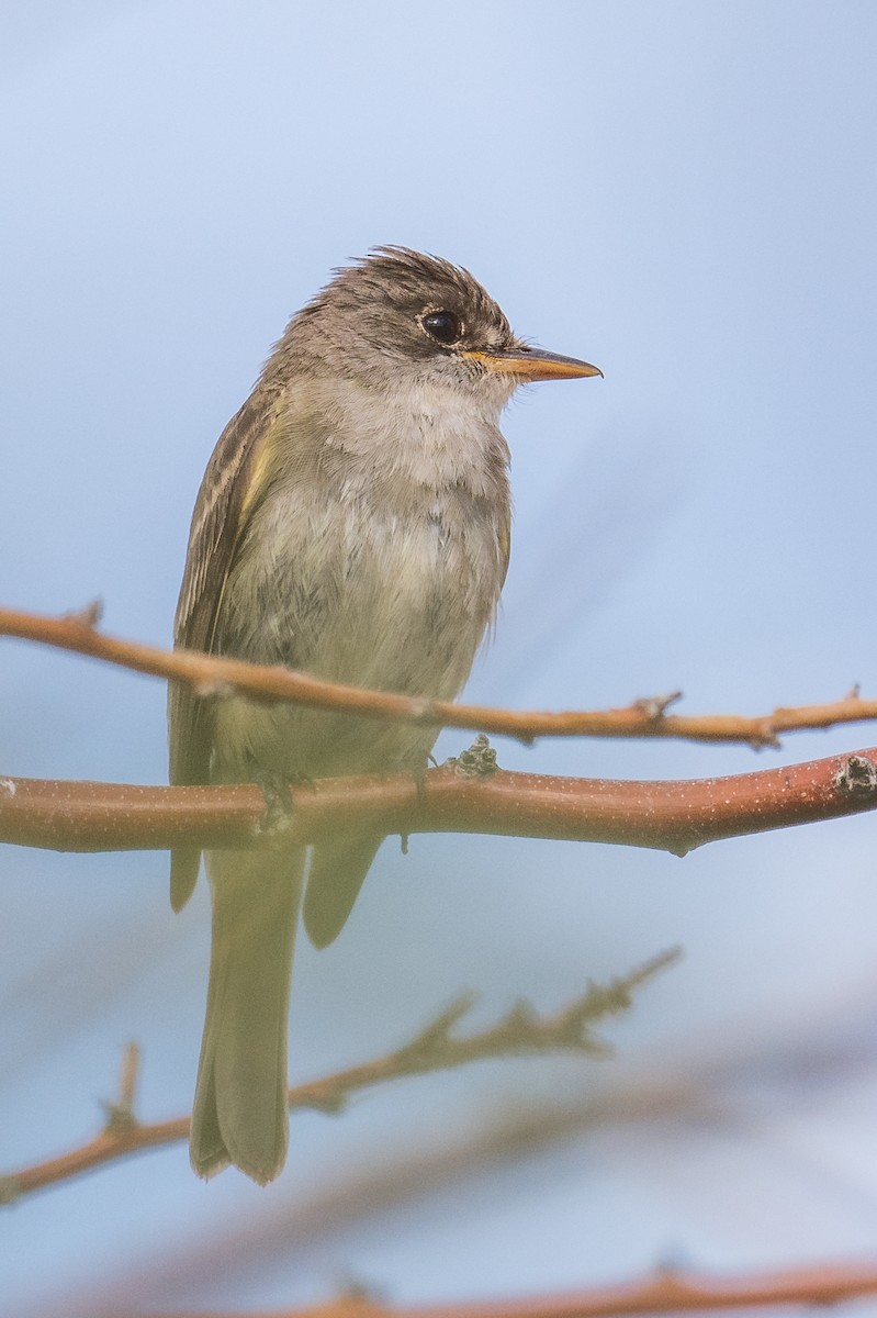 Willow Flycatcher - ML255307281