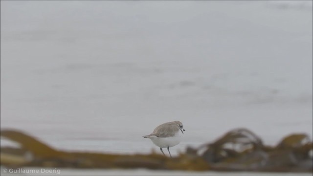 Snowy Plover - ML255307441