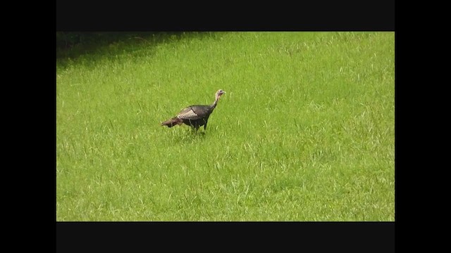 Wild Turkey - ML255308231