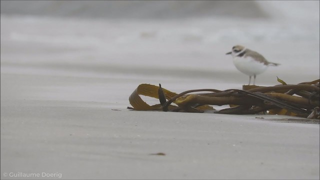 Snowy Plover - ML255308341