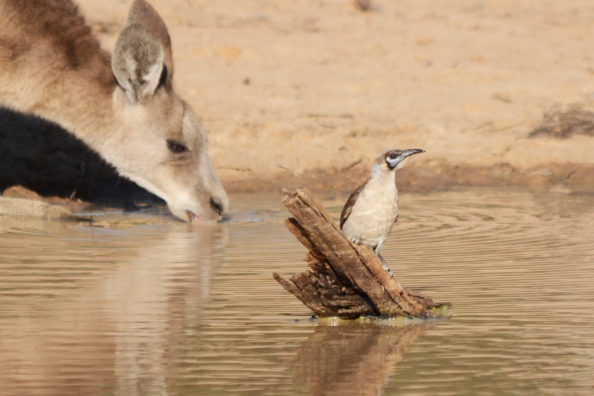 Little Friarbird - ML25531121