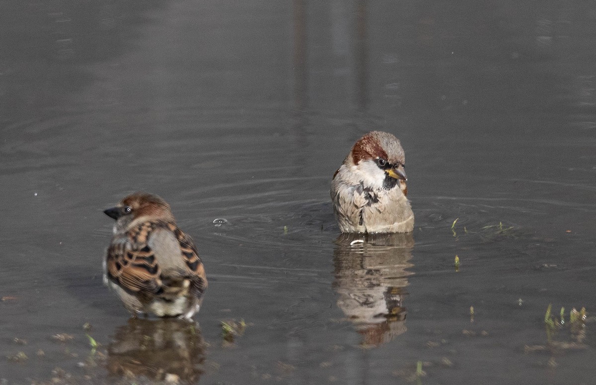 House Sparrow - ML255312091