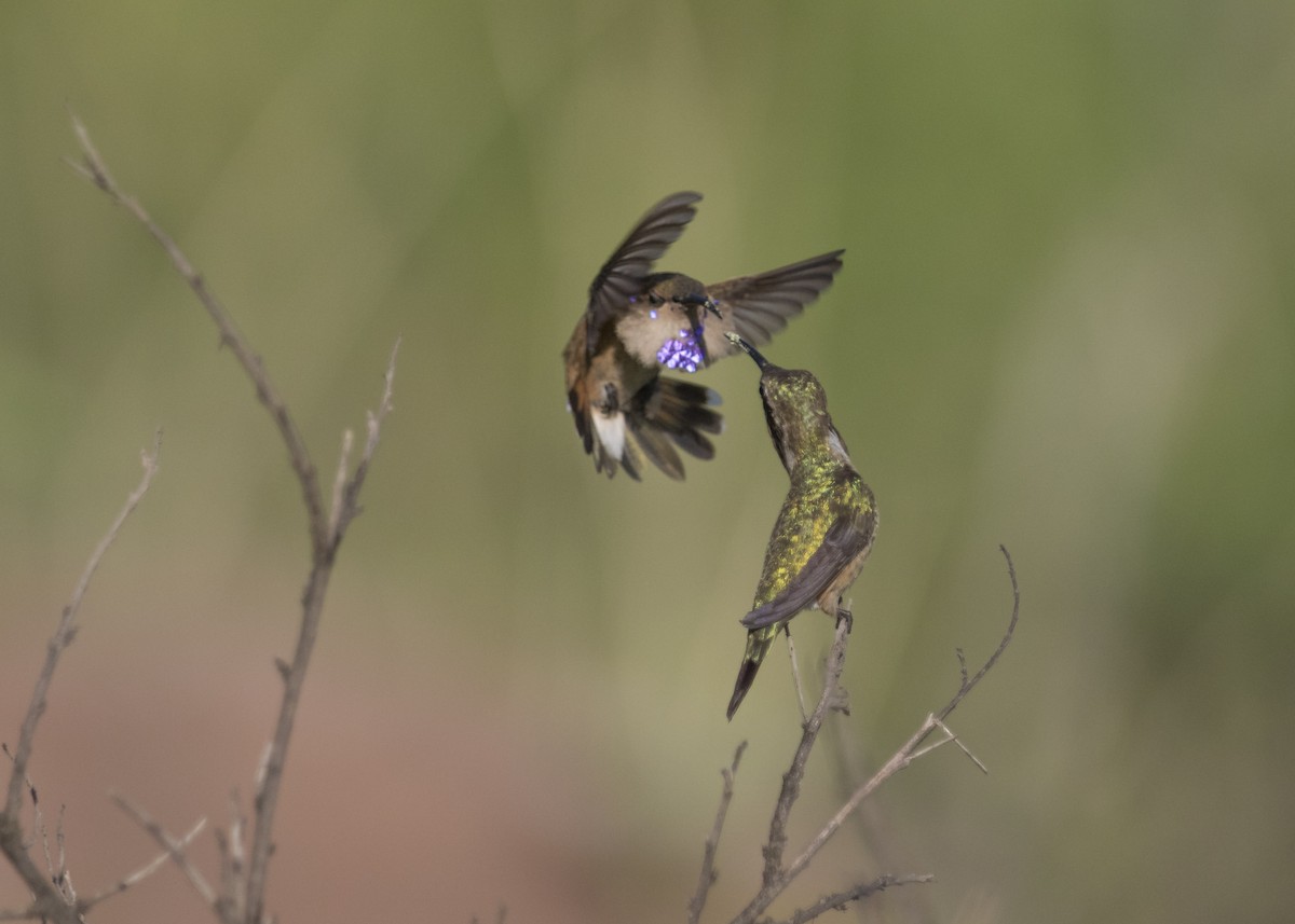 Lucifer Hummingbird - ML255312471