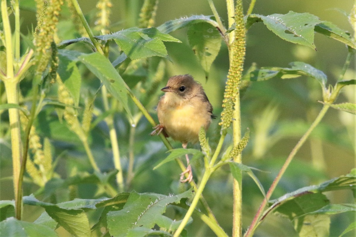 Common Yellowthroat - ML255312791