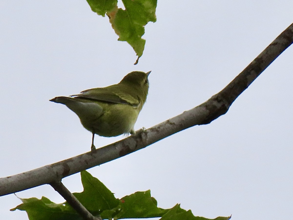 Tennessee Warbler - ML255312841