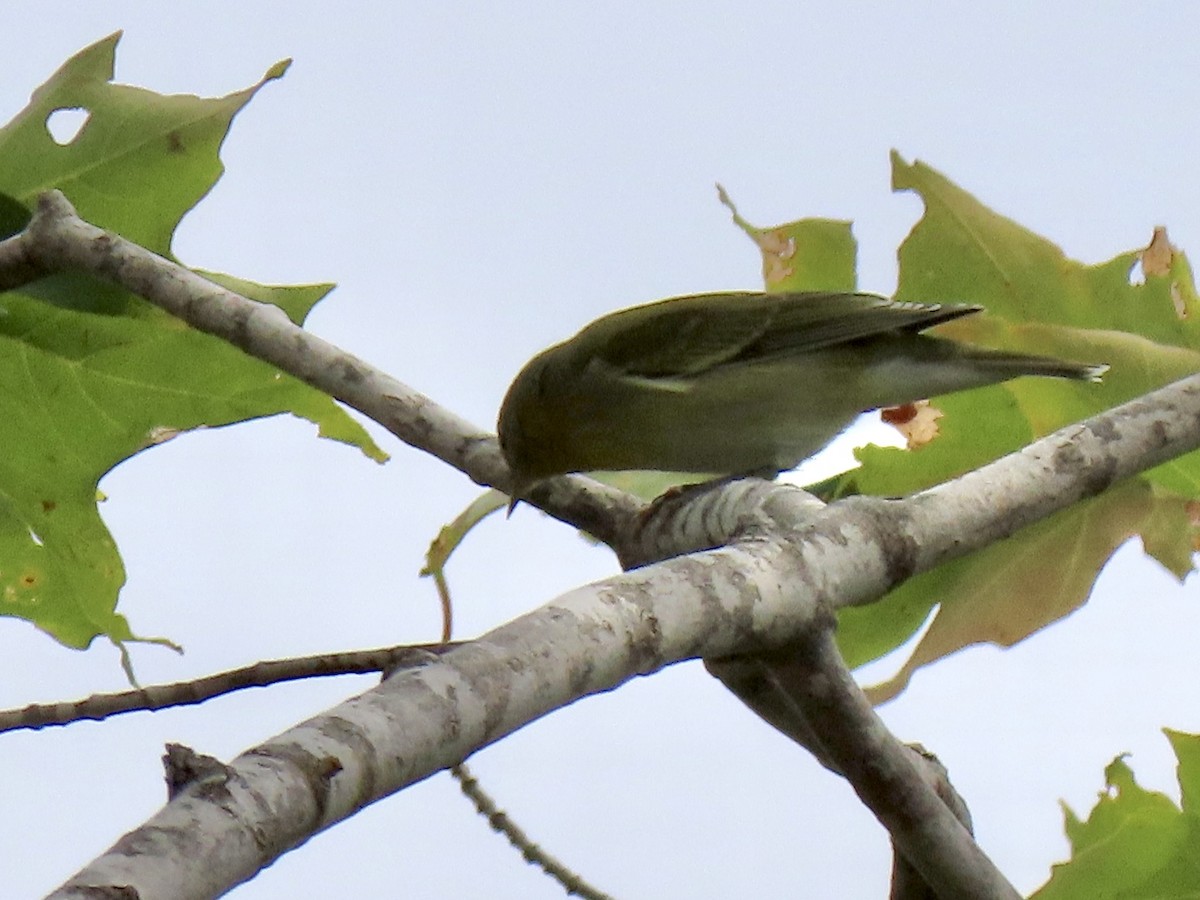 Tennessee Warbler - ML255312851