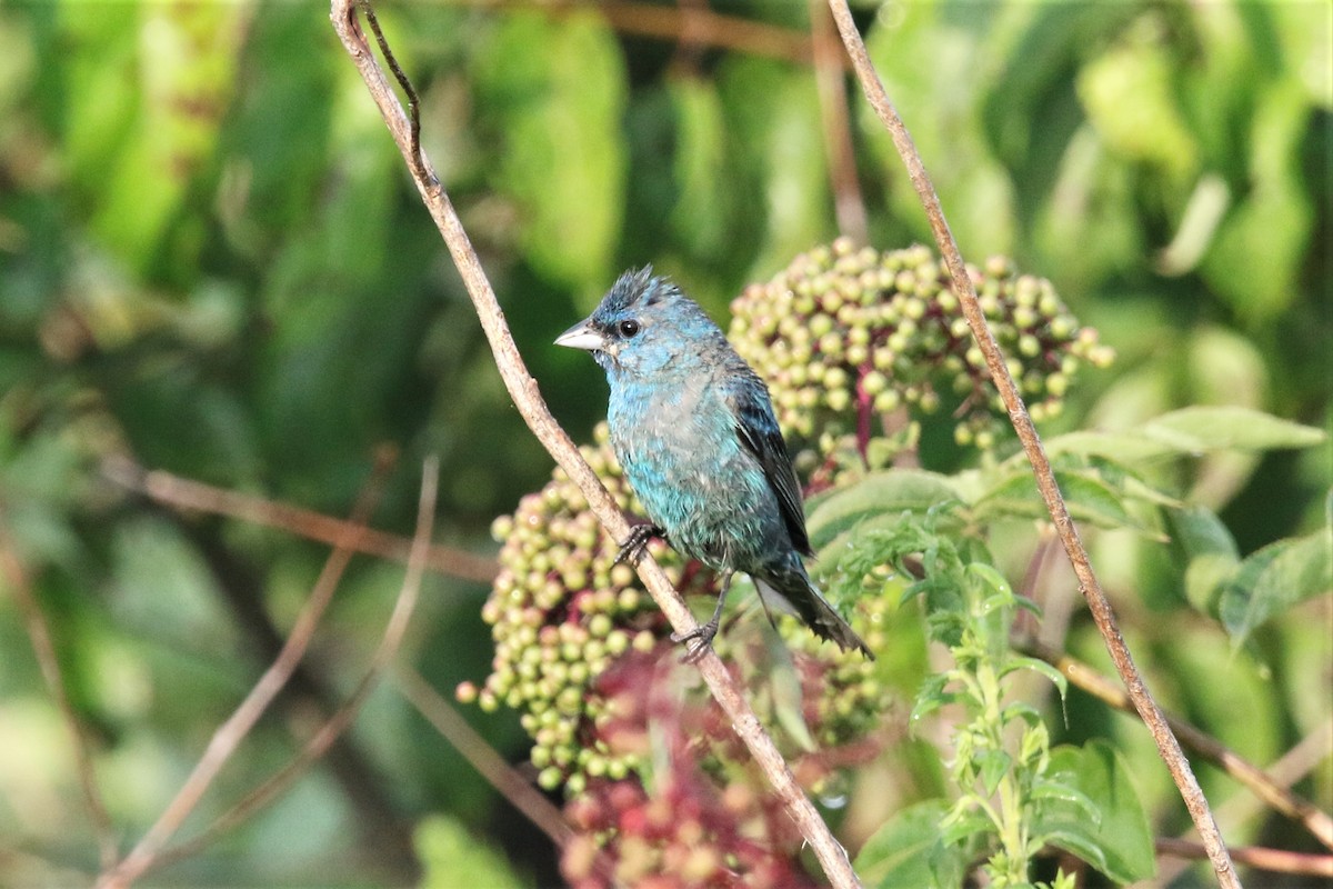 Indigo Bunting - John Skene