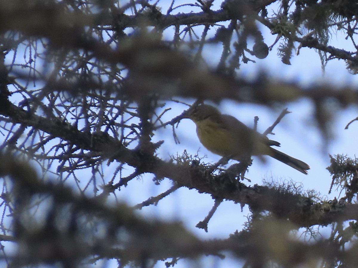 Magnolia Warbler - ML255313321